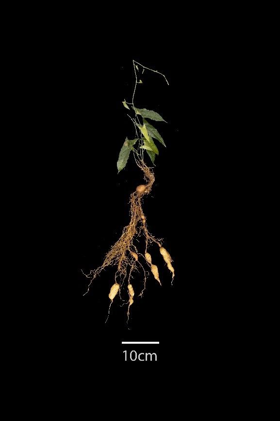 a8D4TzGjRcVi7_p3jhw2M